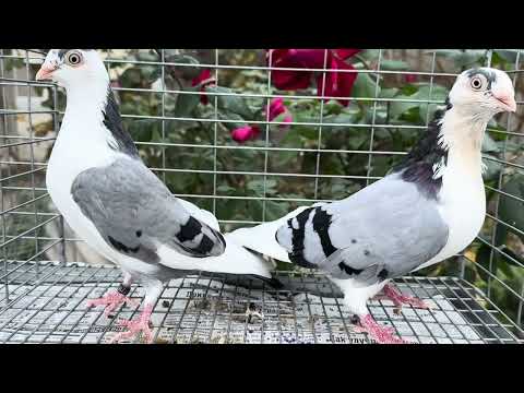 Видео: Голуби породы Галацкие роллеры ( porumbei de galati) 