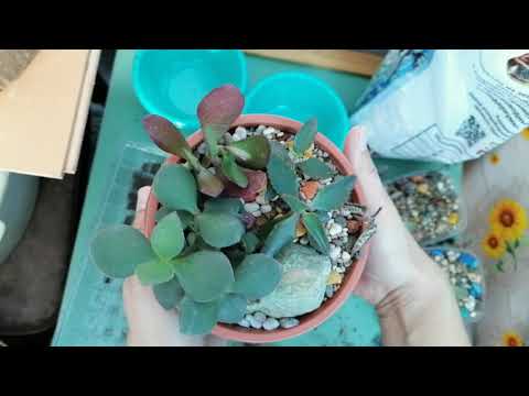 Видео: Мои комнатные цветы. Будни цветочницы. Опять пересадки 😊)