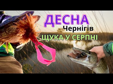 Видео: Десна, Чернігівська область, щуки на бігбейти у серпні