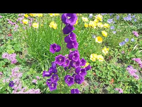 Видео: There are bluebells and other flowers in the strawberry field На клубничном поле колокольчики и друг