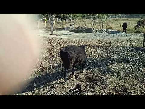 Видео: 988279820 стоп фурухта шуданд н. Ҳамадони рафтан