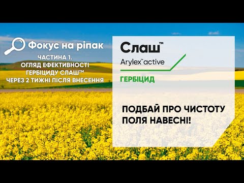 Видео: Фокус на ріпак. Частина 1. Огляд ефективності гербіциду Слаш через 2 тижні після внесення