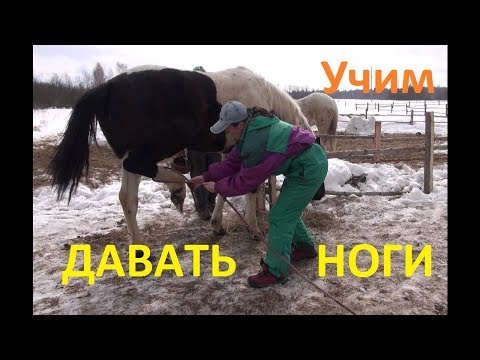 Видео: Лошадь не хочет давать ноги для расчистки. Как решить проблему?