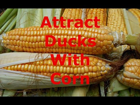Видео: Использование кукурузы для отпечатывания уток в моих прудах | Утиная охота