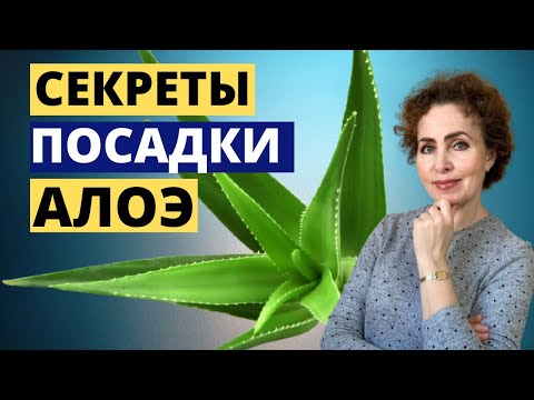 Видео: Как вырастить АЛОЭ. Как посадить АЛОЭ.