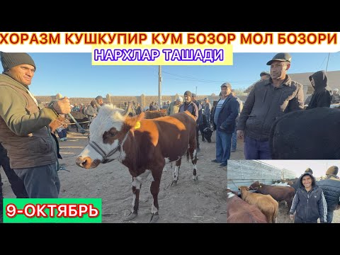 Видео: ХОРАЗМ КУШКУПИР КУМ БОЗОР МОЛ БОЗОРИ ЁШ ХУКИЗЛАР НАРХЛАР ТАШАДИ 9-октябрь 2025 г.