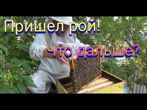 Видео: Пришел бродячий рой в ловушку.