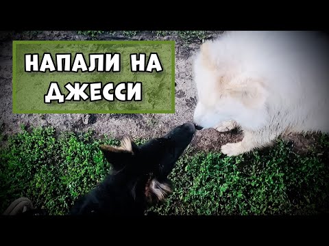 Видео: КОМАНДА АПОРТ. СОБАКИ НАПАЛИ. НАШЛИ РЕЧКУ