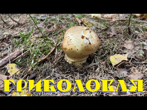 Видео: Знайшов королівський гриб поки збирав білі гриби та лисички. Гриболовля / Porcini mushrooms