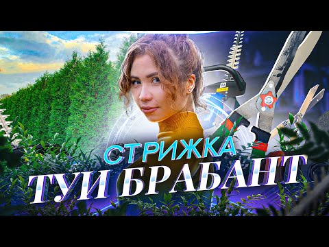 Видео: ТУЯ БРАБАНТ 🌲 Стрижка, обрезка и формирование в живую изгородь