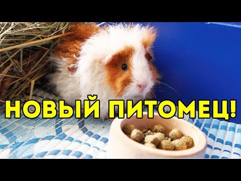 Видео: НОВЫЙ ПИТОМЕЦ! РАСПАКОВКА МОРСКОЙ СВИНКИ!