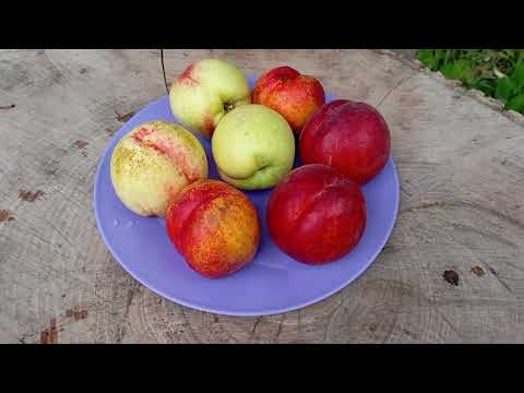 Видео: 29.07.2025. ШОК КОНТЕНТ+ Огляд персика Роял Маджестік. Нектаринів Калдезі2000,Біг Топ