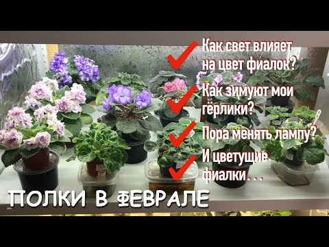 Видео: Обзор сортовых фиалок | Как свет влияет на цвет | Цветущие фиалки