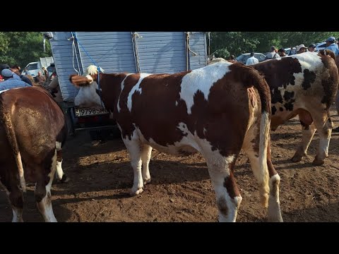 Видео: МОЛБОЗОРИ КУМСАНГИР КАМУНИЗММ МОЛҲОИ ҚУРБОНИ ТАМОШОИ БАРҲАВО ДӮСТОН