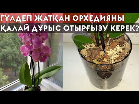 Видео: ОРХИДЕЯНЫ 10 МИНУТТА ҚАЙТА ОТЫРҒЫЗУ