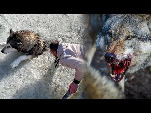 Видео: Мужчина спас волчонка из проруби, а встретившись с ним через много лет прощался с жизнью