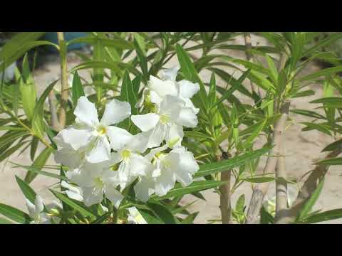 Видео: Челтер Коба 2 часть