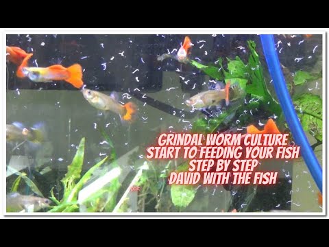 Видео: Выращивание червей в Гриндале: от начала до конца — кормление рыб