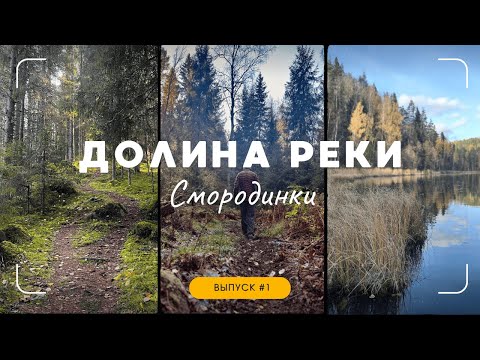 Видео: Долина реки Смородинки