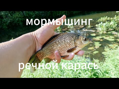 Видео: Мормышинг цель: речной карась.