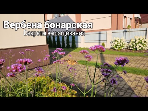 Видео: Вербена бонарская. Секреты выращивания