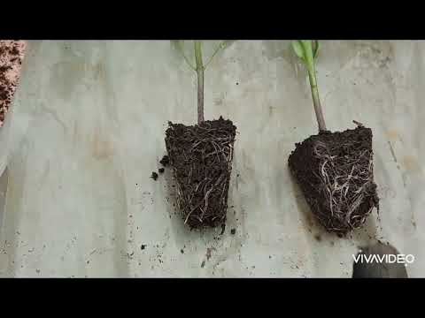 Видео: FITAKTIV Extra. Ставлю эксперимент на томатах. А вы увидели эффект от препарата?