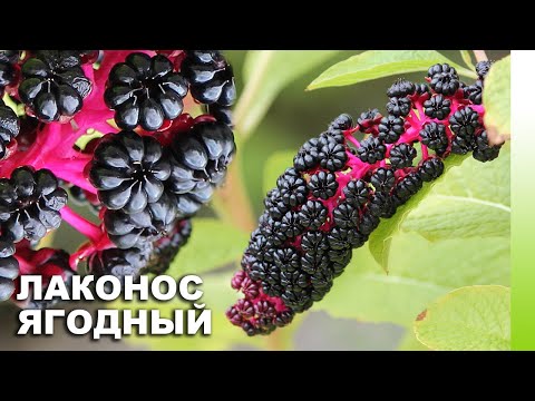 Видео: Лаконос ягодный (Phytolacca acinosa) | ЭНЦИКЛОПЕДИЯ РАСТЕНИЙ