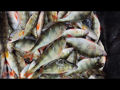 Видео: Рыбалка на Волге. Хмелевка. Нано окунь на мормышку.