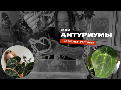 Видео: Антуриумы: содержание, уход, пересадка, адаптация, реанимация. Бонус - адаптация растений