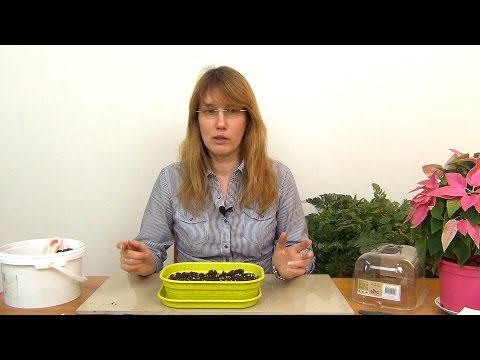 Видео: Рассада капусты (ч.1).