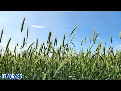 Видео: Human Design Дизайн Человека. Эффект Форера. Я Манифестирующий Де Генератор)))