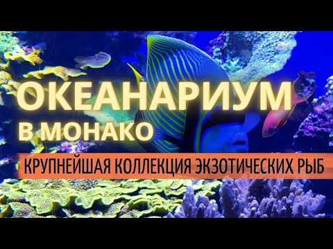 Видео: Легендарный океанариум в Монако. Богатейшая коллекция экзотических рыб со всего мира.