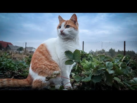 Видео: Що треба робити з Будь-Якою полуницею перед сезоном Дощів?