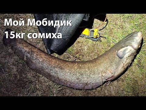 Видео: Мой Мобидик 15кг сомиха Подводная охота 2025
