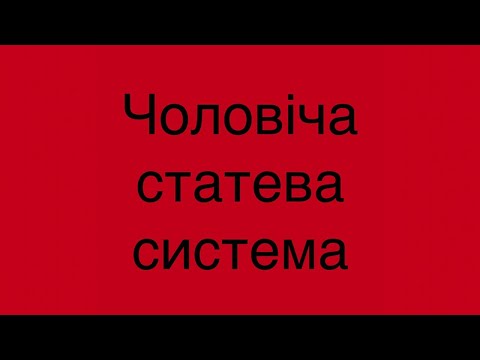 Видео: Чоловіча статева система / онлайн заняття.