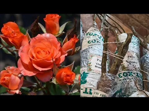 Видео: 💁🌹 Распаковка посылки роз из Опт-Хоз ,как их сохранить до посадки 🤔