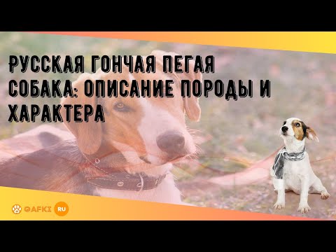 Видео: Русская гончая пегая собака: описание породы и характера