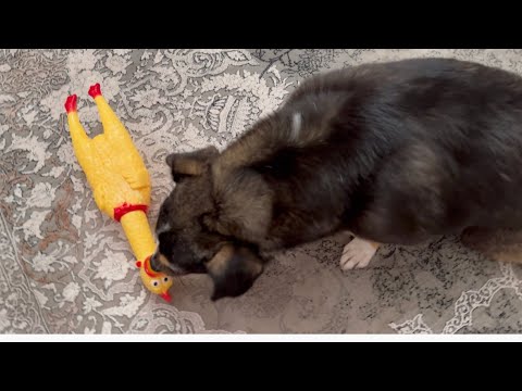 Видео: Раздаём собакам игрушки