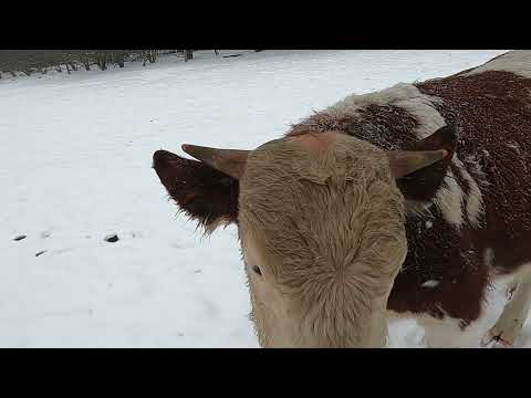 Видео: Расход кормов при холодной зимовке быков.