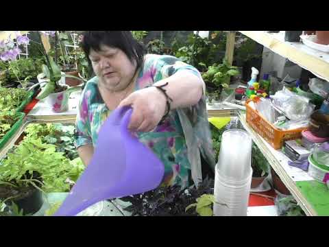 Видео: ипомея батат, стрижка, черенкование