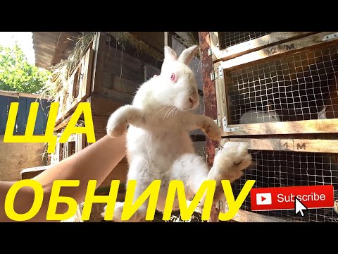 Видео: Очень добрый кролик