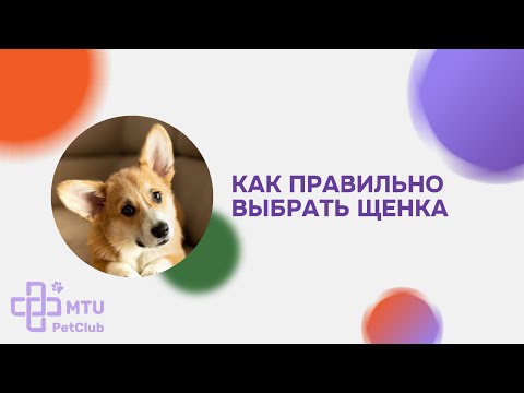 Видео: Как правильно выбрать щенка