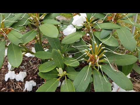 Видео: Рододендрон от цветочной почки до цветения 2021 г.