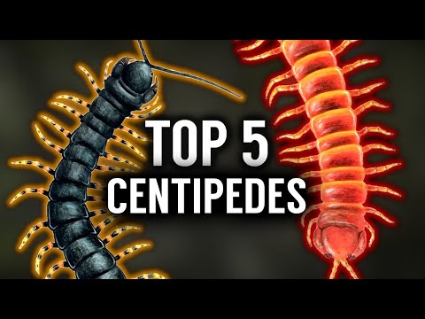 Видео: Пять самых больших многоножек в МИРЕ!