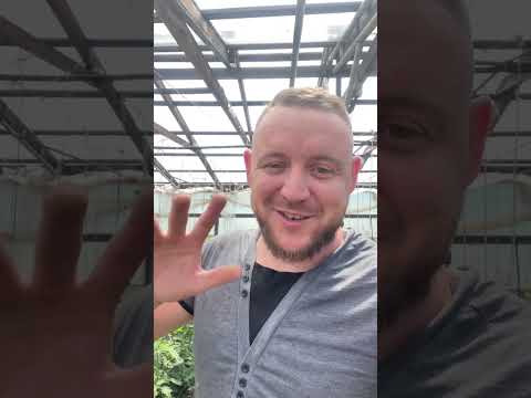 Видео: Парадайз на подвое