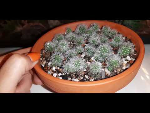 Видео: КАКТУСЫ🌵и СУККУЛЕНТЫ- посев семян 🧤Пересадка, размножение🌵 #комнатные_цветы #пересадка_растений