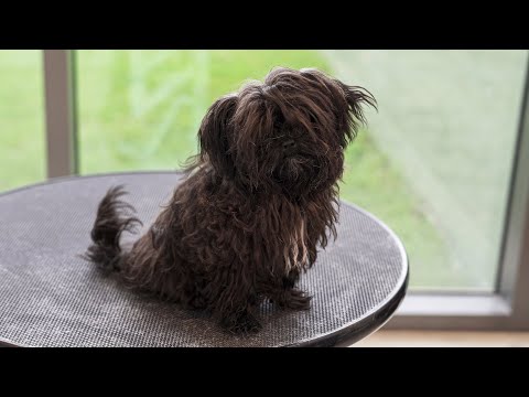 Видео: Не трогай мои волосы..! / Ясно....