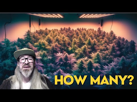 Видео: Сколько растений можно поместить в гроубокс? С Чадом Уэстпортом