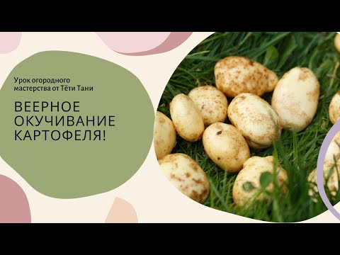 Видео: 537. Картофель. Веерное окучивание, что даёт этот метод