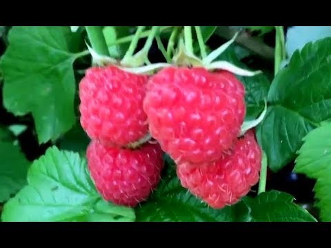 Видео: Где купить саженцы малины, ежевики, клубники лучших сортов